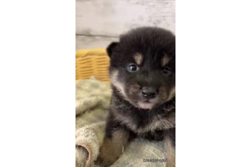 成約済の静岡県の柴犬-230291の2枚目